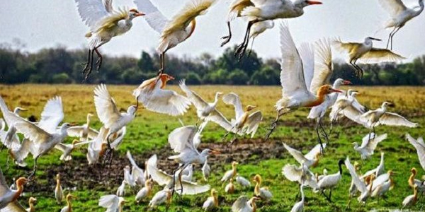 केवलादेव राष्ट्रीय उद्यान केवलादेव नैशनल पॉर्क घना बर्ड सैंक्चुरी केवलादेव राष्ट्रीय उद्यान, घना पक्षी विहार कहाँ है, घना पक्षी अभयारण्य कहाँ है, केवलादेव राष्ट्रीय उद्यान घना पक्षी विहार, मानस राष्ट्रीय उद्यान, केवलादेव राष्ट्रीय उद्यान कहां स्थित है, केवलादेव नेशनल पार्क घना बर्ड सैंक्चुरी केवलादेव राष्ट्रीय उद्यान, केवलादेव राष्ट्रीय उद्यान कहां पर स्थित है