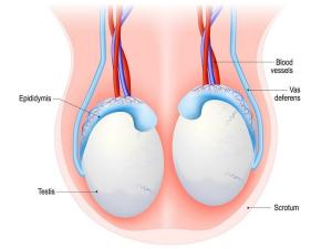सेक्स बीमारी अंडकोष (वृषण) क्या है, कार्य और रोग