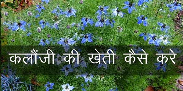 कलौंजी भाव, कलौंजी को हिंदी में क्या कहते है, कलौंजी का मतलब, करायल की खेती, करायत की खेती, अजवाइन की खेती, कलौंजी की पहचान